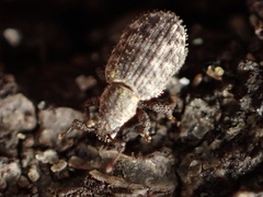 Cathormiocerus curvipes