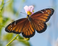Danaus eresimus montezuma