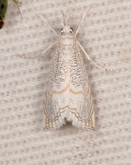 Haimbachia arizonensis