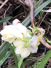 Freesia leichtlinii