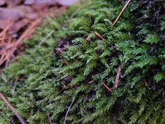 Mnium hornum