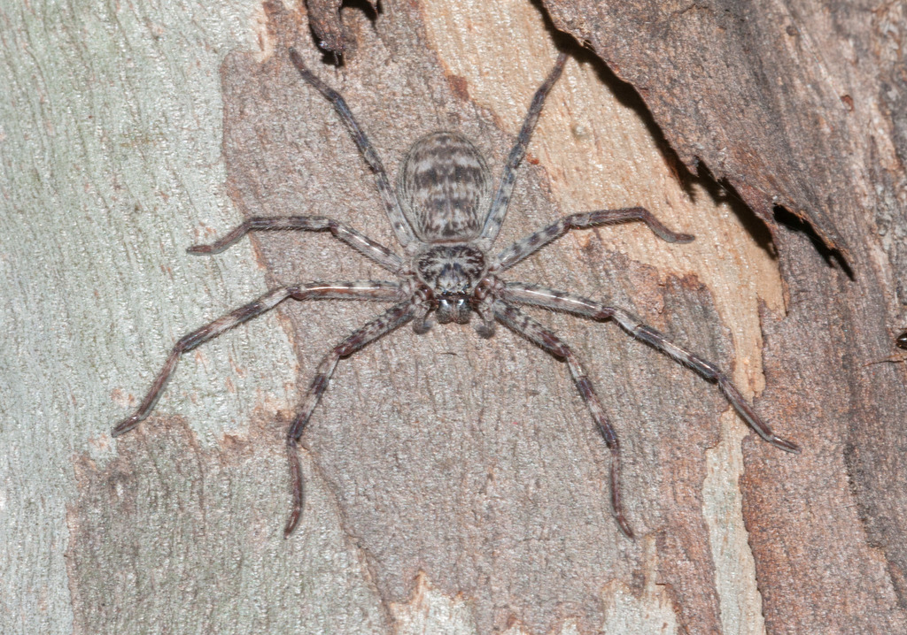 Flinders Huntsman