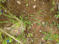 Brachypodium sylvaticum