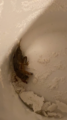Neocurtilla hexadactyla