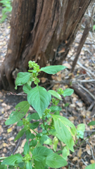 Dicliptera brachiata