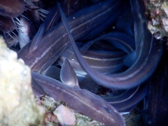 Plotosus lineatus