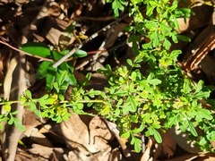 Xanthosia pilosa