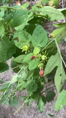 Malvaviscus arboreus