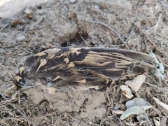 Zoothera aurea