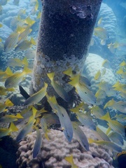 Lutjanus fulviflamma