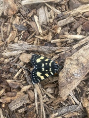 Phalaenoides tristifica