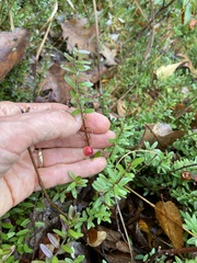 Vaccinium macrocarpon