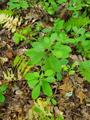 Rhododendron periclymenoides