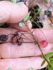 Vaccinium macrocarpon
