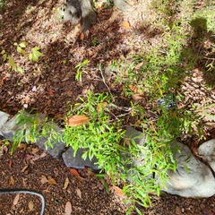 Hypericum densiflorum densiflorum