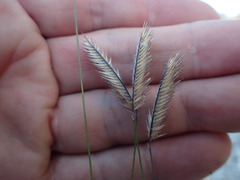 Bouteloua gracilis