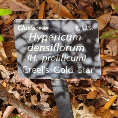Hypericum densiflorum densiflorum