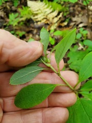 Rhododendron periclymenoides