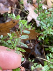 Vaccinium macrocarpon