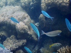 Caesio caerulaurea