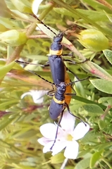 Chauliognathus lugubris