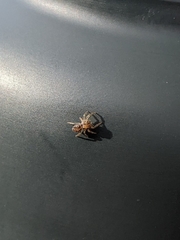 Opisthoncus polyphemus