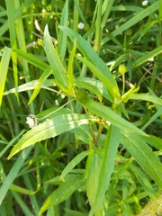 Alternanthera denticulata