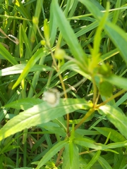 Alternanthera denticulata