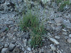 Bouteloua gracilis