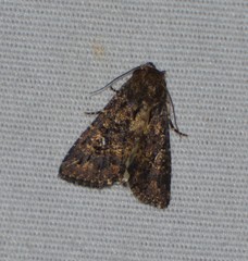 Condica albigera