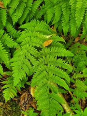 Dryopteris campyloptera