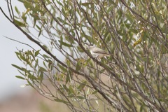 Conopophila whitei