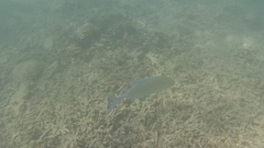 Caranx melampygus