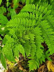 Dryopteris campyloptera