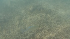 Caranx melampygus
