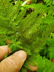 Dryopteris campyloptera