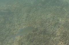 Caranx melampygus
