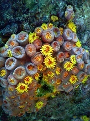 Tubastraea coccinea