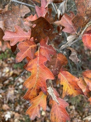 Quercus ilicifolia