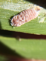 Balanococcus gahniicola