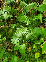 Polypodium appalachianum
