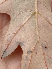 Quercus ilicifolia