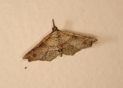 Philogethes metableta