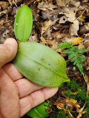 Clintonia borealis