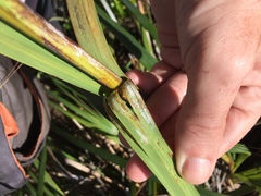 Balanococcus gahniicola