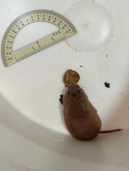 Clethrionomys gapperi
