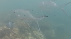 Trachinotus baillonii