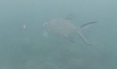 Trachinotus baillonii
