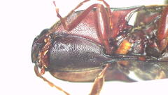 Monocrepidius erubescens