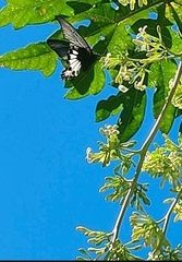 Papilio memnon heronus